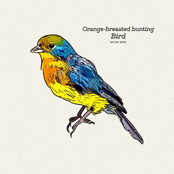 Den Orangefärgade Bunten Art Förbipasserande Fågel Familjen Cardinalidae Rita Skiss — Stock vektor