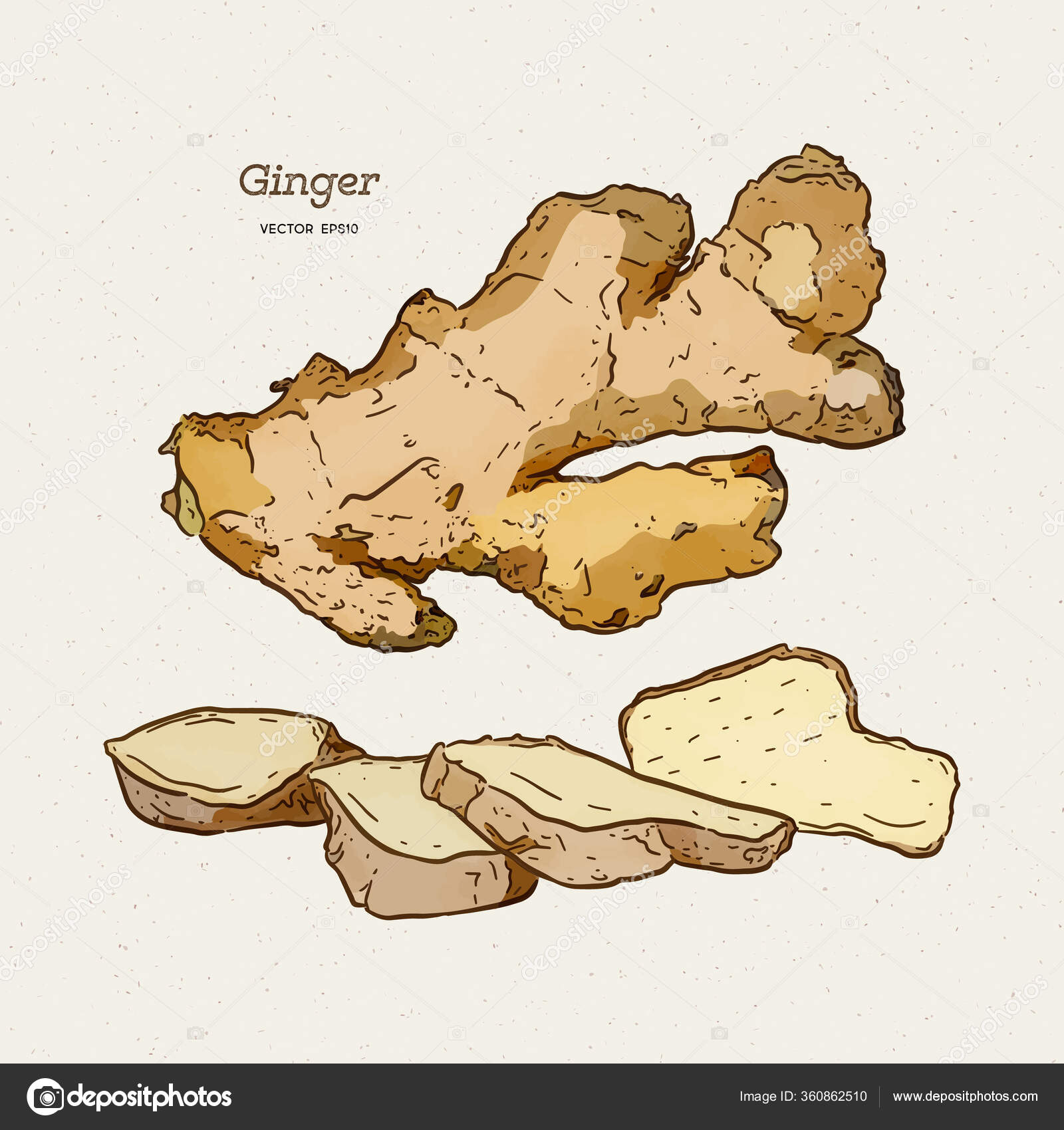 Ginger Hand Draw Sketch Vector Stock Vector by