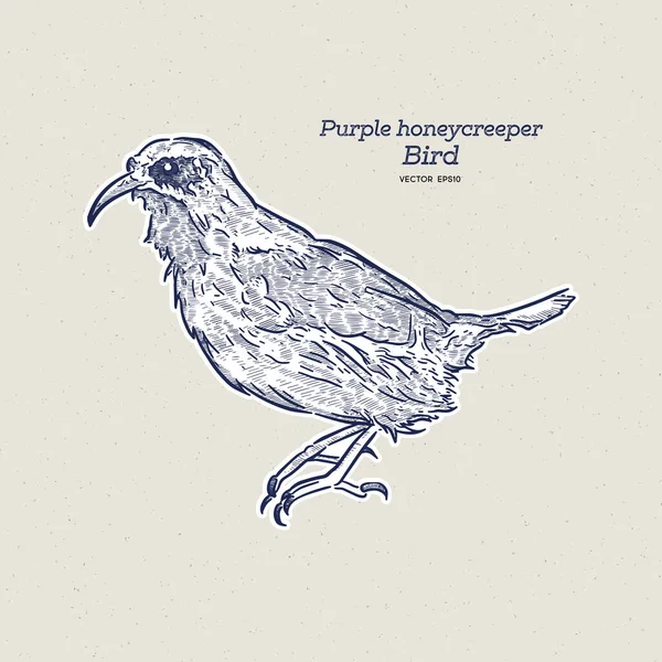 Honeycreeper Púrpura Pequeño Pájaro Familia Tanager Dibujar Mano Vector Boceto — Archivo Imágenes Vectoriales