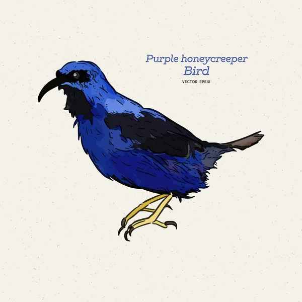 Purple Honeycreeper Small Bird Tanager Family Hand Draw Sketch Vector — Stock Vector