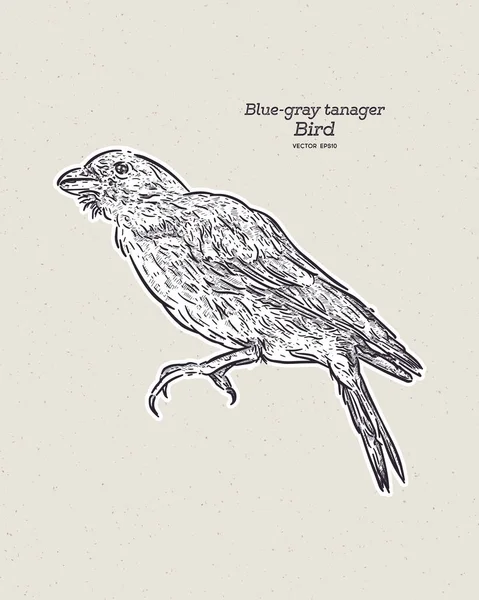 Tangara Bleu Gris Thraupis Episcopus Est Oiseau Chanteur Sud Américain — Image vectorielle