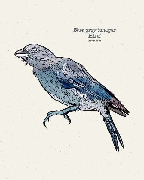 Tangara Bleu Gris Thraupis Episcopus Est Oiseau Chanteur Sud Américain — Image vectorielle