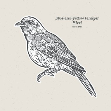 Mavi-sarı tanger, Thraupidae familyasından bir kuş türü. El çizimi çizim vektörü.