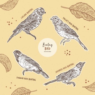 Bunting kuşu kümesi, elle çizim vektörü.