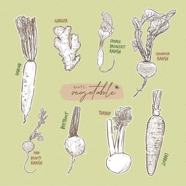 Kök sebze koleksiyonu, elle çizim vektörü.