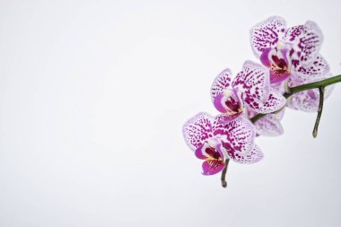 Beyaz arkaplanda mor orkide çiçekleri