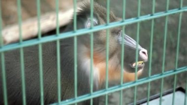 Mandrill'di Hayvanat Bahçesi rendeleyin oturuyor, yiyecekleri alır ve yiyor. Elma meyvesi