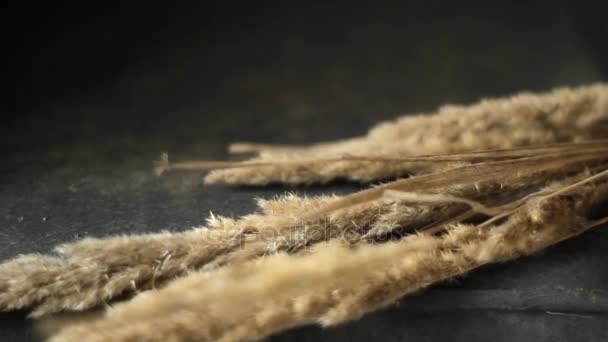 Sprig of dried reeds and flowers on a dark background — Stock Video