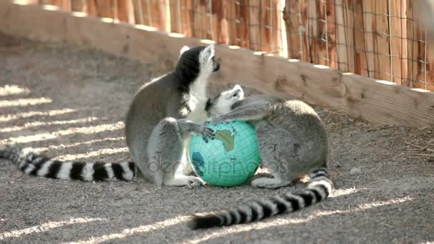 Lemur katta in the zoo. Two lemurs sit against the ball with a globe. One cares for the other — Stock Video