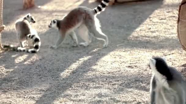 Lemur katta hayvanat bahçesinde. Lemurlar, karşılıklı olarak birbirleri ile etkileşim vardır grup isteyen kum üzerinde oturuyor. Kamera için geçer. — Stok video