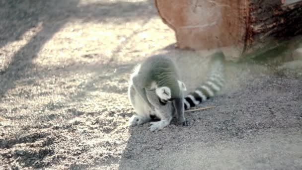 Lemur katta w zoo. Siedzi na piasku, czyści, wybrać gałęzi z ziemi, zapachy, wygląd, głos — Wideo stockowe