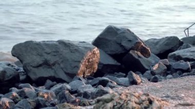Denizdeki dalgaların granit karşı sahile yollarına yalan siyah taşlar çökerttiğini