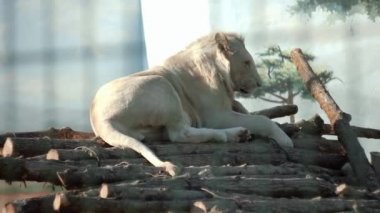 Parlak bir Afrika aslanı açtığında yatıyor, kendisi hayvanat bahçesinde güneşin ısıtan
