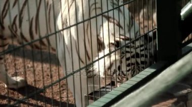 Beyaz Kaplan kafes yürür Bengal mesafe içine görünüyor, kabarık için bekler