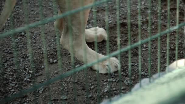 Bílý Lev hlodá kousek masa. Pohyb kamery ze zadních noh k ústí. Detail — Stock video