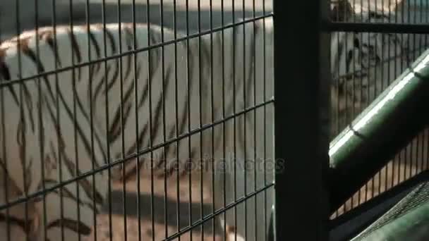 Bengaalse witte tijger eet van de trog, achter de dierentuin — Stockvideo