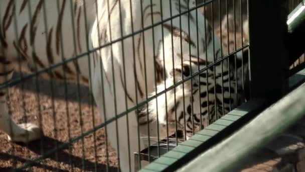 O tigre branco de Bengala caminha ao longo da rede, olha para a distância, espera que ela seja inchada — Vídeo de Stock