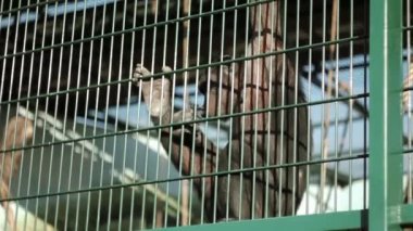 Şempanze sessizce hayvanat bahçesinde ızgara üzerinde asılı ve bir meyve yemek yemek yiyor