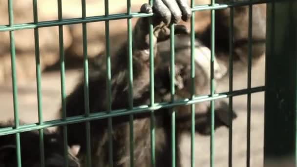 Chimpanzé monta na grelha, mostra agressão, próximo tosecond trava, olha para as pessoas, atrás do zoológico — Vídeo de Stock