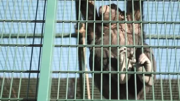 Ο χιμπατζής ήσυχα κρέμασε στη σχάρα του ζωολογικού κήπου, κοιτάζει γύρω — Αρχείο Βίντεο