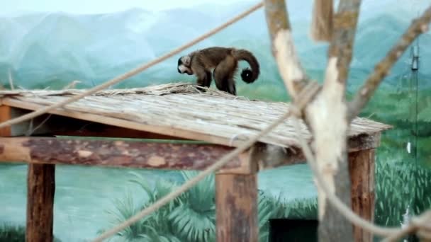 Capuchino camina por el dosel de madera del techo del zoológico, roe una rama, mira a su alrededor — Vídeo de stock