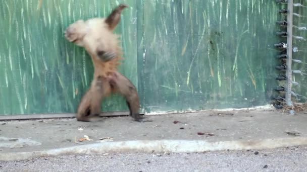 Kapucijners lopen richting veranderen, omdraaien, tuimel, in de dierentuin — Stockvideo