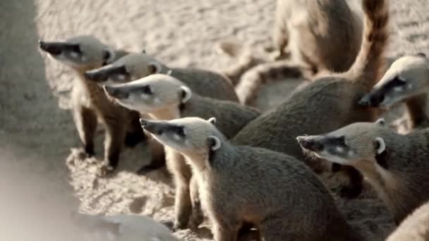 Nosuhs im Zoo. Sie warten auf Nahrung, fangen, essen. liegen im Sand — Stockvideo