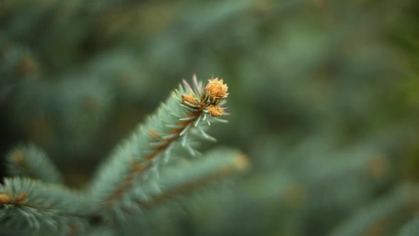 Background of Christmas tree branches — Stock Video