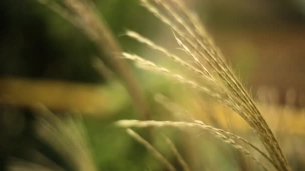 Takje van gedroogde riet en bloemen op een donkere achtergrond — Stockvideo