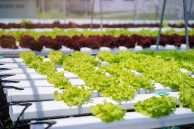 Renkli lattuce salata