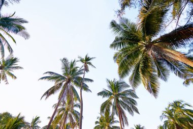 Hindistan cevizi palmiyeleri