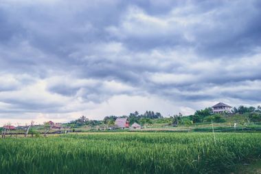 Yeşil artış alanları