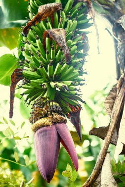 muz ağacı çiçek.