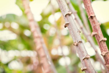 Yakın çekim ağaçlar Şubesi