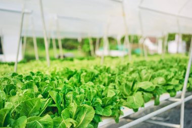 Yeşil marul salata bitkileri  
