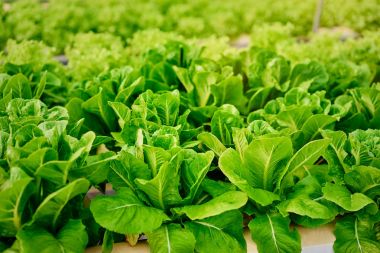 Yeşil marul salata bitkileri  