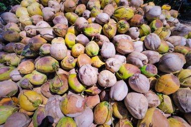 Yeşil ham hindistan cevizi