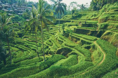 Rice terraces and coconut palms clipart