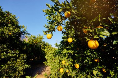 Portakal meyve ile şube