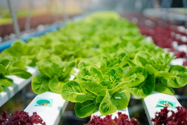 Σαλάτα πολύχρωμη lattuce — Φωτογραφία Αρχείου