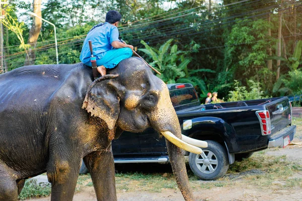 Viajar en Parque con elefante . —  Fotos de Stock