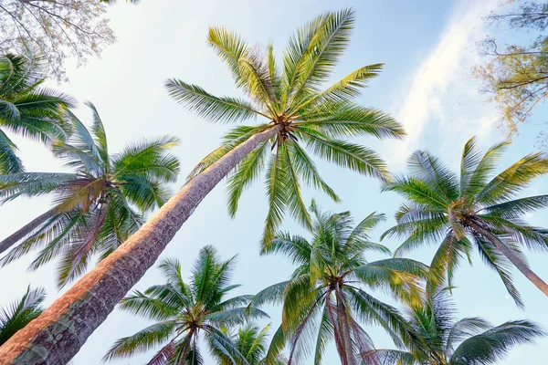 Palmeras de coco contra el cielo —  Fotos de Stock