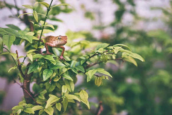 Wild Small lizard — Stock Photo, Image