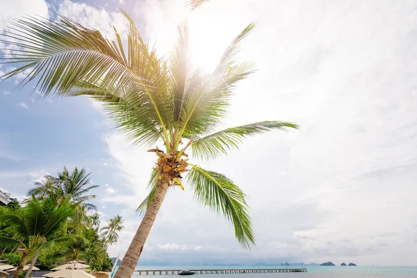Palms against beautiful blue sky — Stock Photo, Image