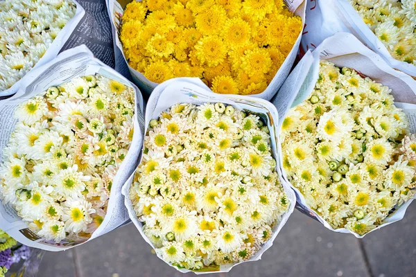 Хризантема барвисті квіти — стокове фото