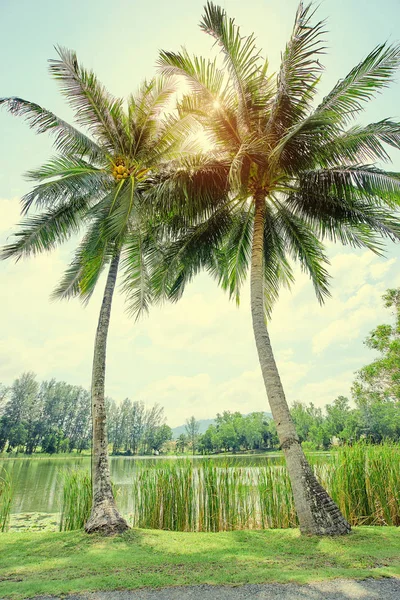 호수 근처 코코넛 야자수 — 스톡 사진