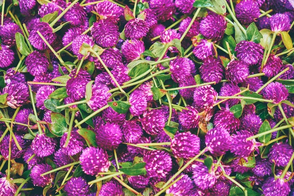 Фіолетові квіти конюшини — стокове фото