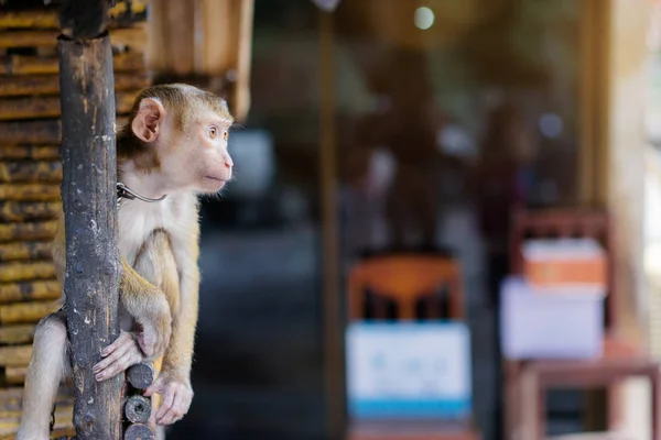 Macaco em casa de bambu . — Fotografia de Stock