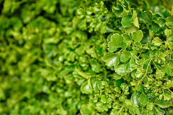 Green leaves texture — Stock Photo, Image