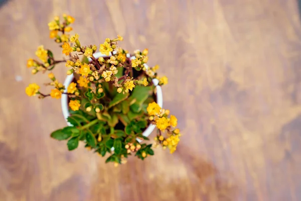 Yellow flowers in pot. — Stock Photo, Image